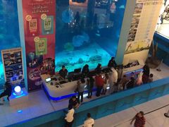 -迪拜水族馆及水下动物园