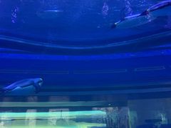 -海昌极光餐厅
