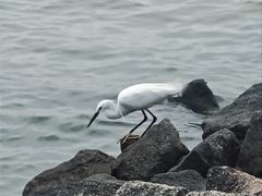 -深圳湾公园(南山区)