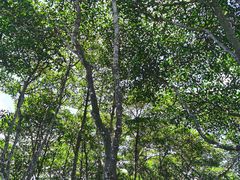 -东寨港红树林旅游区