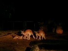-清迈夜间动物园