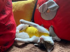 -拜鲁耶动物诊疗中心·宠家动物医院