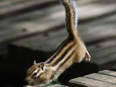 -五营红松林海景区