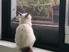 -喵的天空名猫咖啡馆·撸猫·猫舍·用品