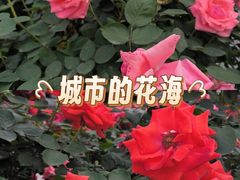 -磁器口古镇