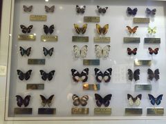 -上海昆虫博物馆