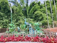 -西双版纳原始森林公园
