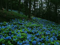 -临平公园(临平街道)