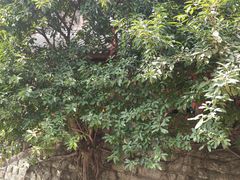 -重庆十八梯传统风貌区