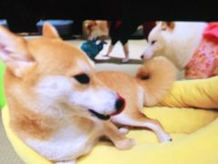 -逗柴咖啡屋·狗咖猫咖宠物桌游