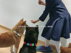 -南京Hallo宠物乐园·哈罗犬舍·柴犬繁育基地