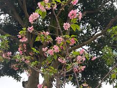 -狐尾山公园