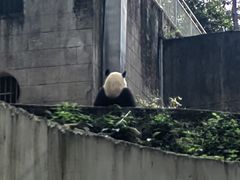 -中国大熊猫保护研究中心雅安碧峰峡基地