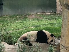 -上海野生动物园