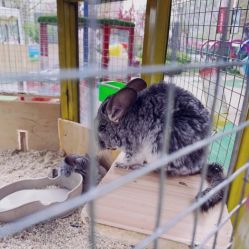 -萌宠亲子动物乐园(槐房万达店)