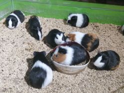 -未来动物城动物主题公园(大悦城店)