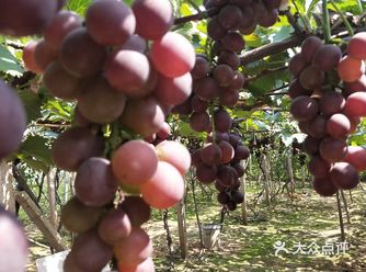 葡萄去哪里吃?——宫家村采摘园，想怎么吃就怎么吃