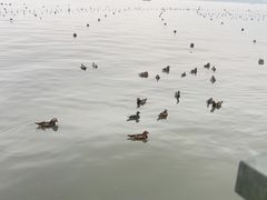 -西湖游船
