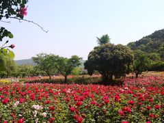 -龙寺生态园