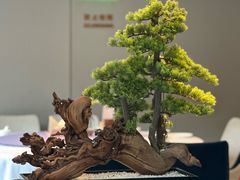 -顺峰(农展馆店)