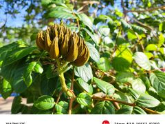 -亚龙湾国际玫瑰谷