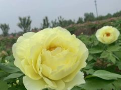 -洛阳市牡丹公园