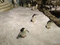 -成都浩海立方海洋公园