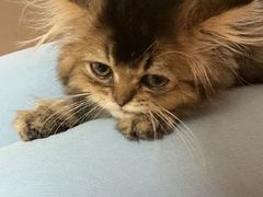 -楼上猫咖(罗湖店)
