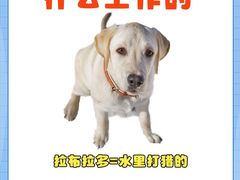 -翊宠yipet猫狗购宠庄园犬舍•猫舍