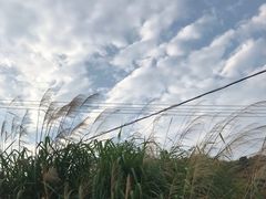 -花竹村