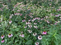 -森林公园(尖草坪区)