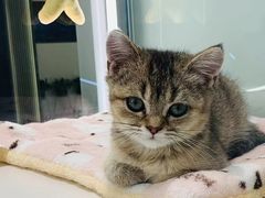 -babydoll猫舍·米努特·德文·缅因(久光中心店)