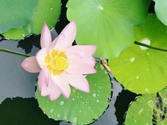-荔湾湖公园