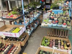 -平吉花卉市场