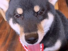 -豆柴町-柴犬主题狗咖(红鼎国际C座店)