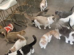 -飞行喵MR PILOT|猫舍·猫咖(静安大融城店)