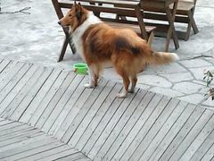 院子里的狗狗，很乖-厦门市思明区第柒天旅馆