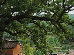 -杨家堂村
