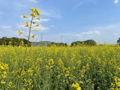 -光明小镇欢乐田园