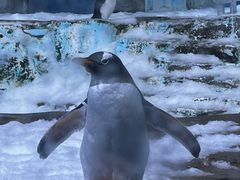 -海合安青岛极地海洋公园