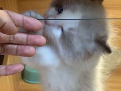 -猫十亿·布偶金渐层·曼基康矮脚猫舍(青年路店)
