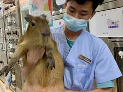 -立德异宠动物医院.兔鸟爬.内窥镜(天河店)
