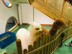 -藦茜花园宠物主题亲子互动体验馆(国顺东路店)