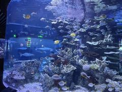 -左海海底世界