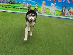 -宠物寄养训练学校