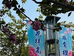 -高东镇樱花园