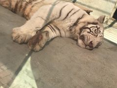 -泉州海丝野生动物世界