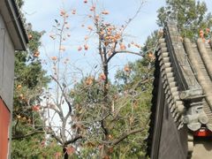 -大觉寺-停车场