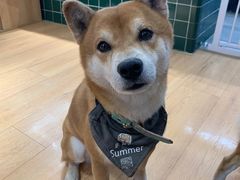 -是阿柴呀！柴犬咖啡·爱喵喵猫咖