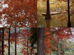 -深圳仙湖植物园